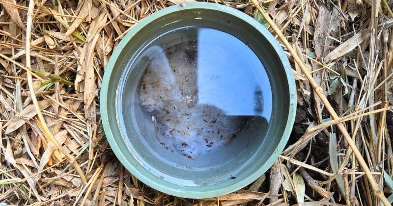 排水管内に滞留した汚水